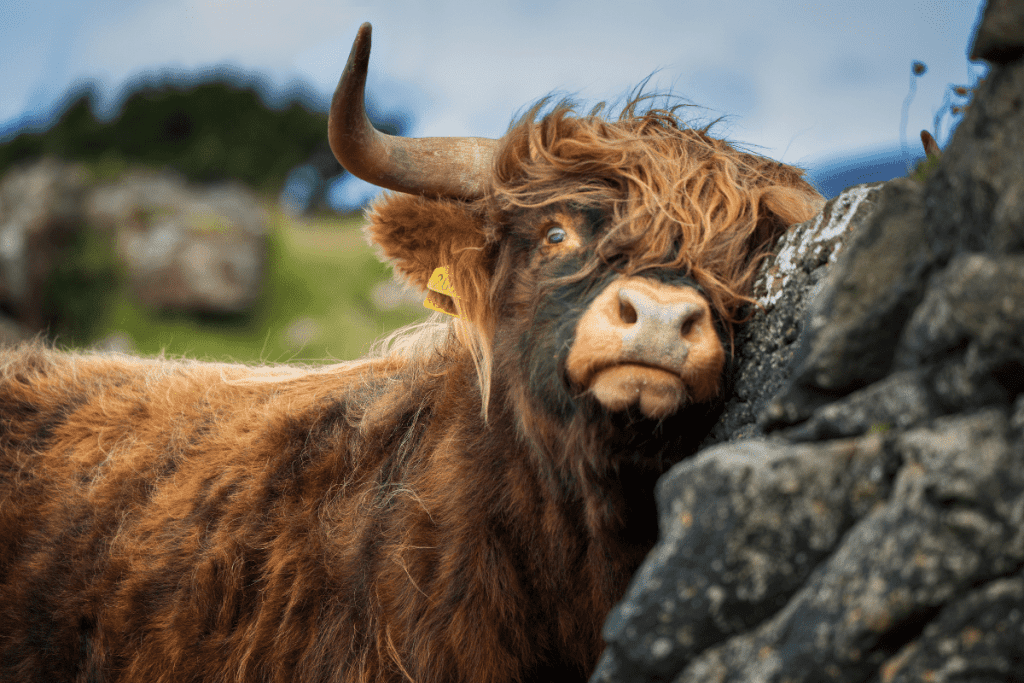 Highland Cattle Bull what cow breeds are brindle