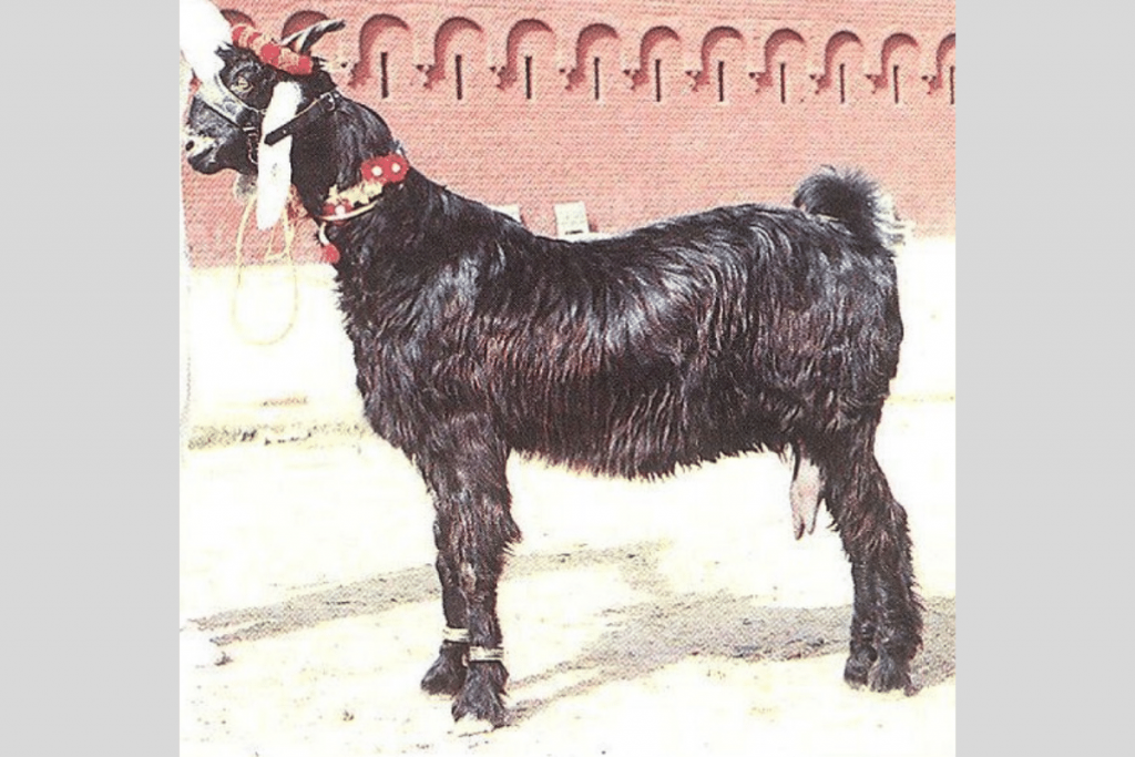 Nachi-Goats