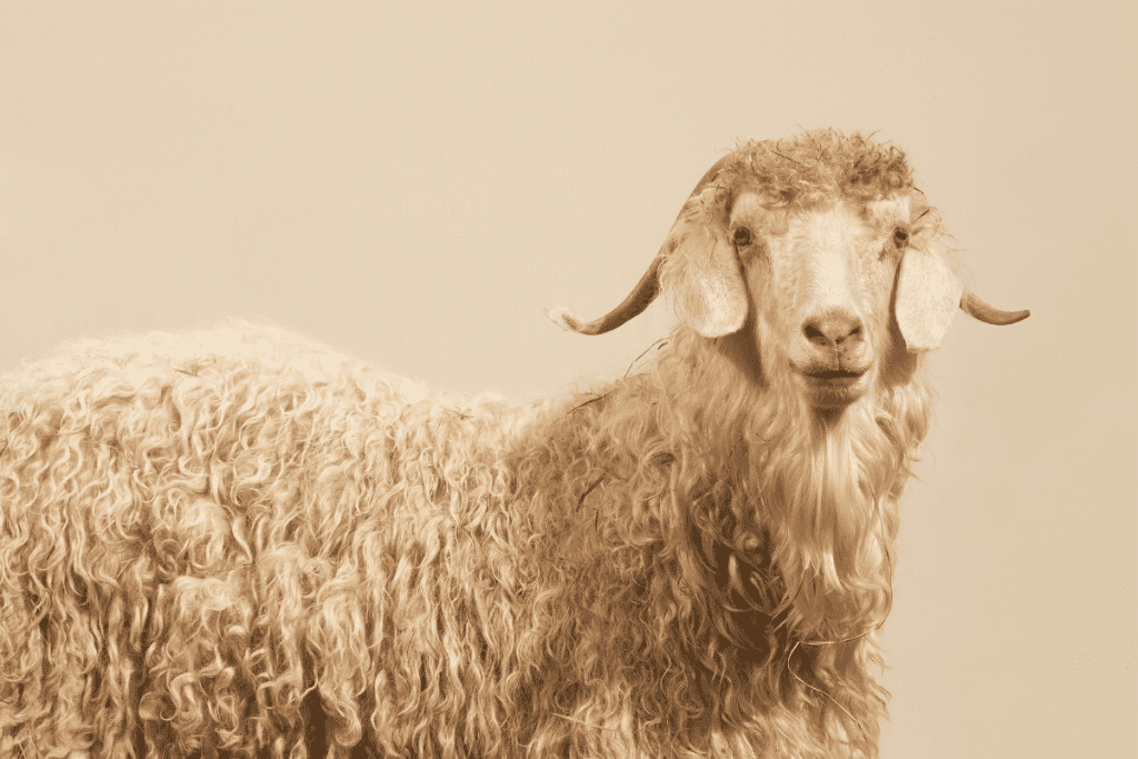 angora goat