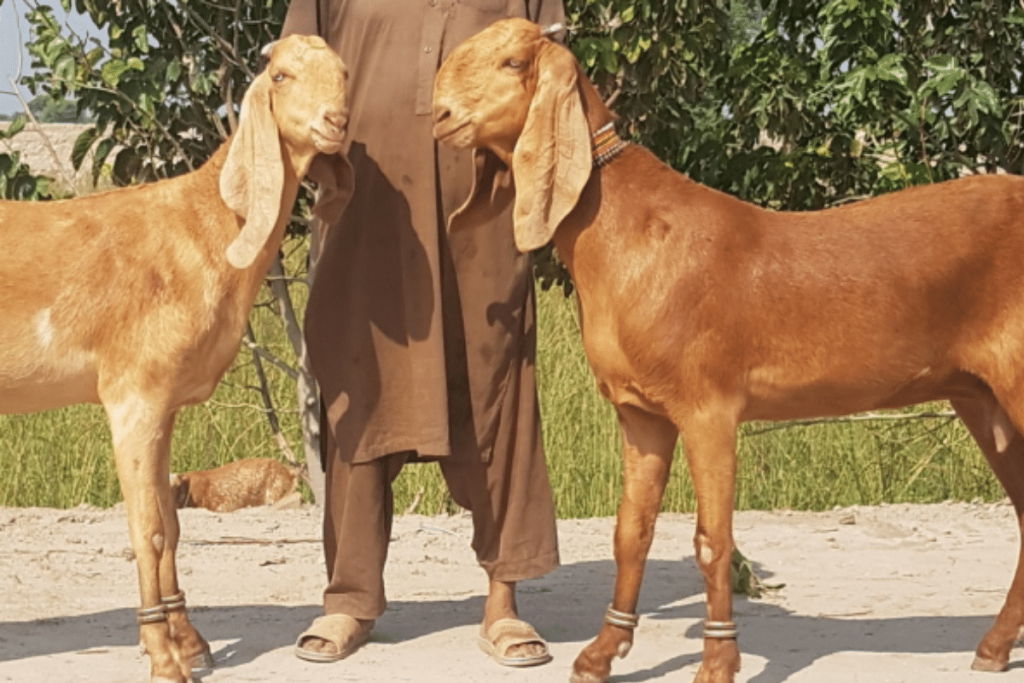 beetal goats