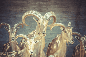 big goat breeds ibex goat
