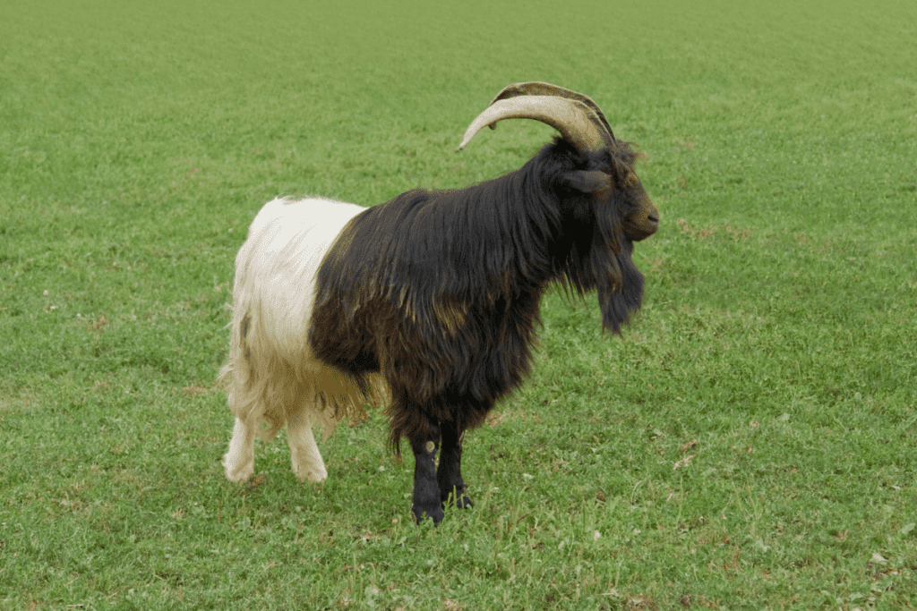 black and white goat Valais Blackneck 