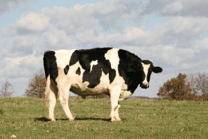 can a cow be kept alone