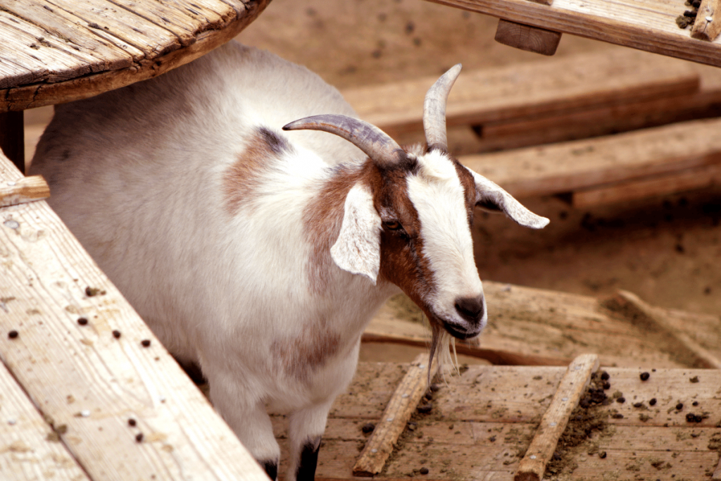 can a nursing goat get pregnant