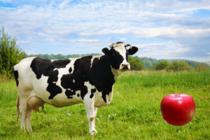 can cows eat apples