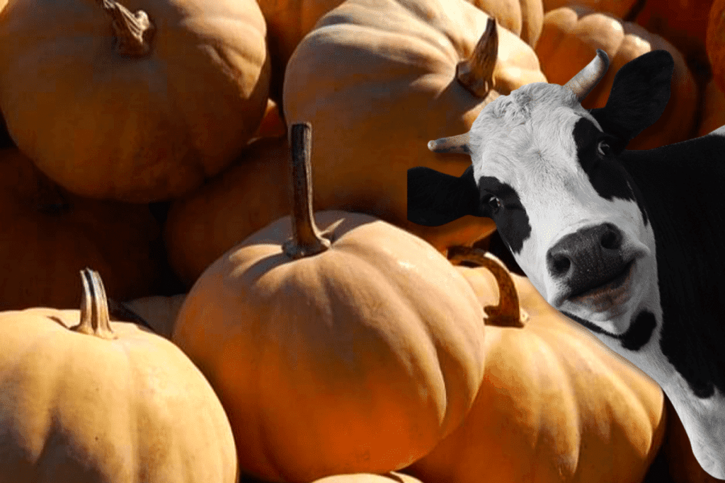 can cows eat pumpkins