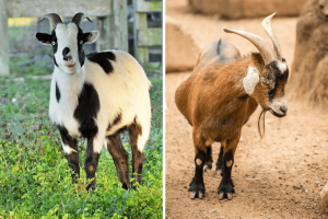 can you breed a pygmy goat with a fainting goat