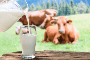 can you drink milk from a beef cow