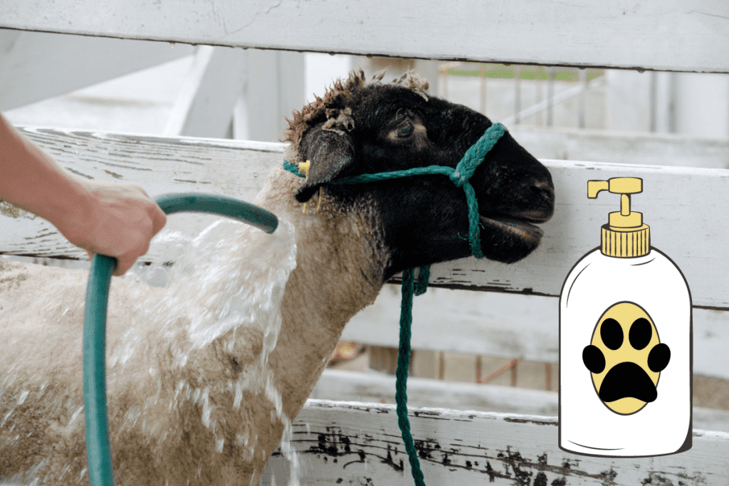 can you use dog shampoo on sheep