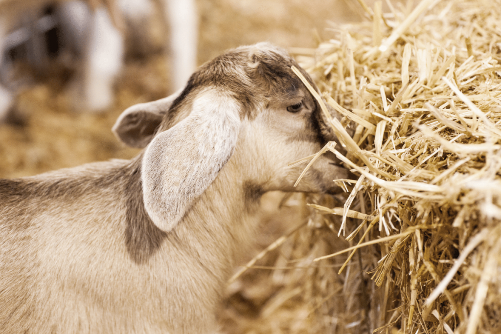 feeding baby goats grain