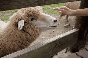 how do sheep show affection