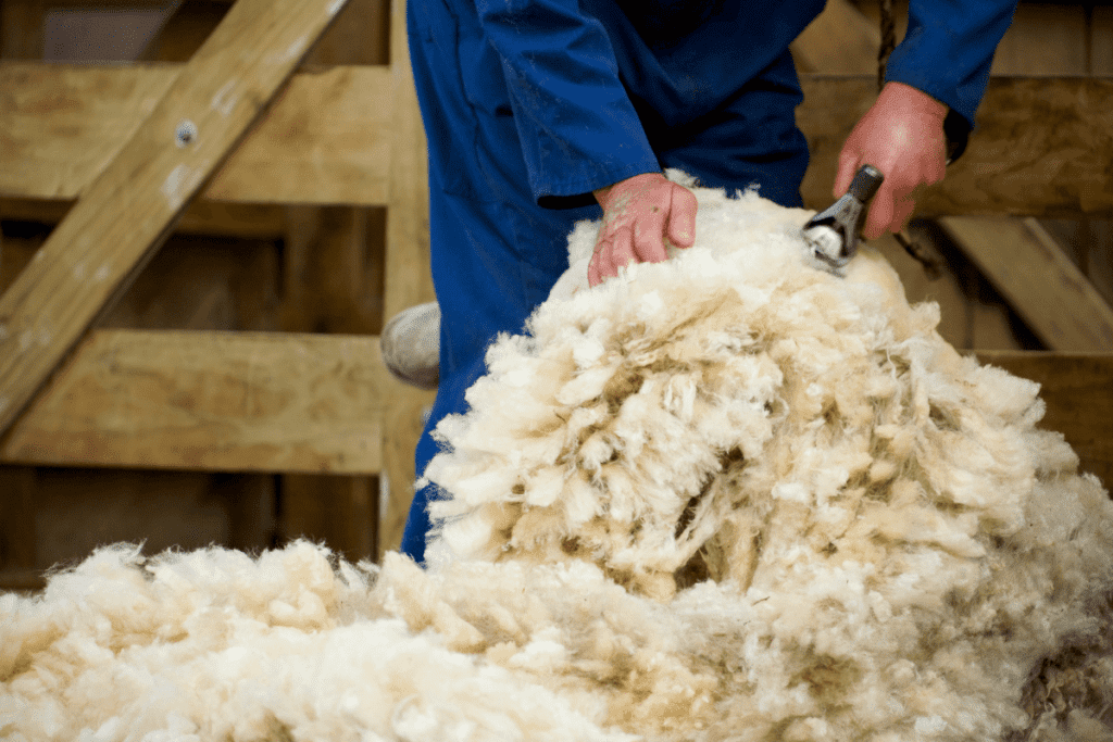 how do sheep survive without shearing