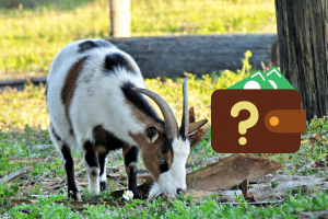 how expensive are fainting goats