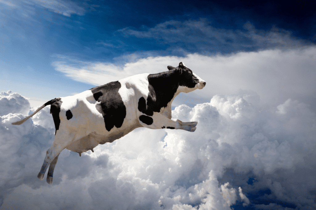 how high can a cow jump