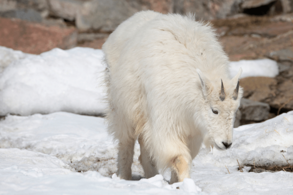 how low temperature can goats survive