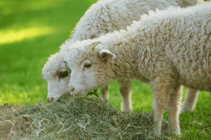 how much do sheep eat