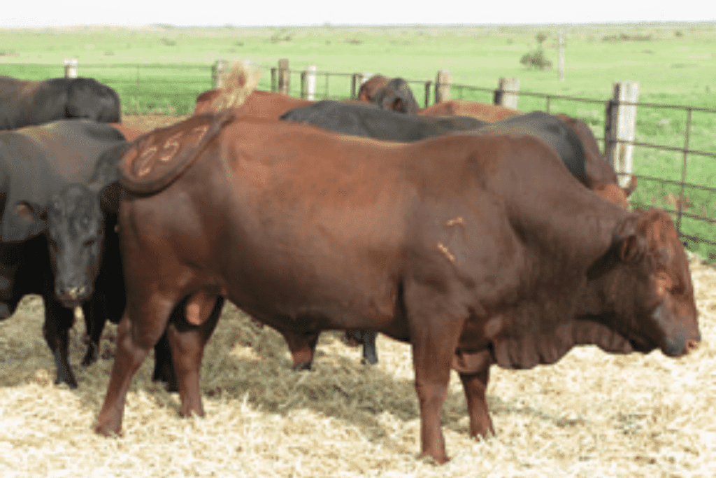 mashona cattle