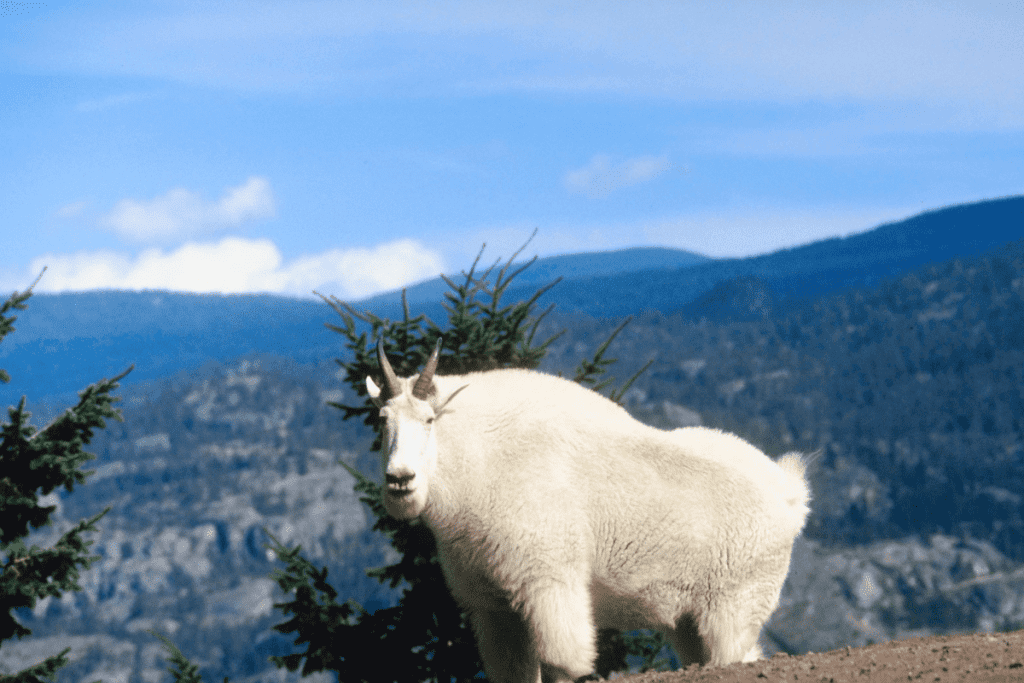 mountain goats