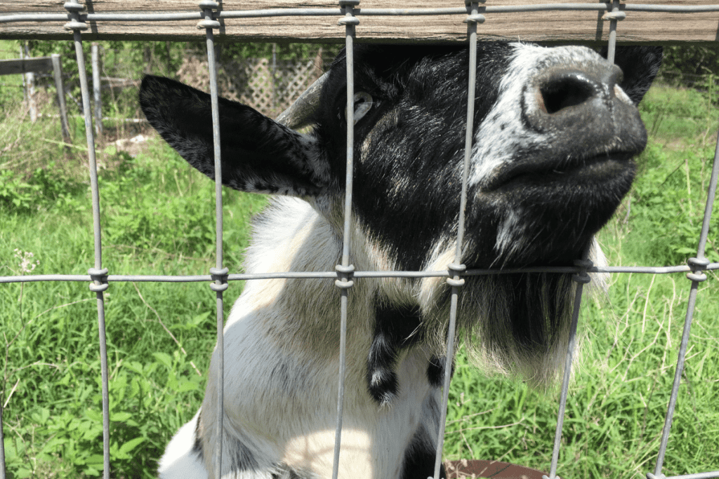 nigerian dwarf goat