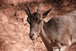 spanish goat brush goat