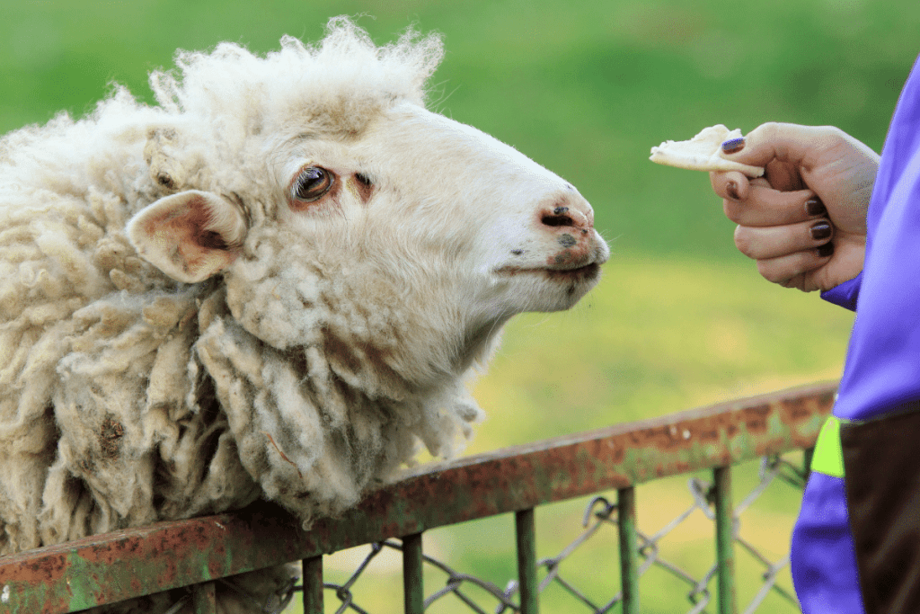 what can I give my sheep as a treat