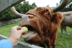 what treats are good for cows