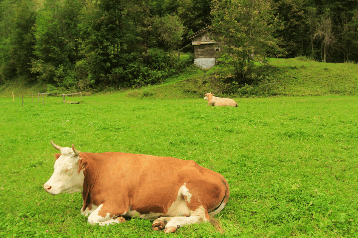 cows sleeping on mattresses
