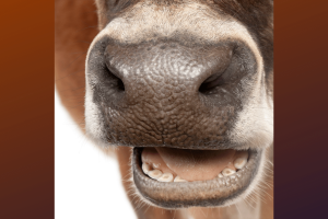 why cows dont have top teeth