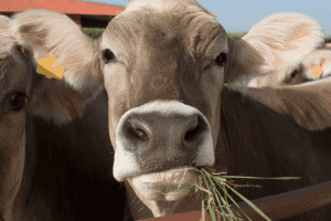 why do cows eat grass