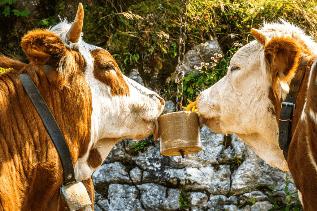 why do cows need salt licks