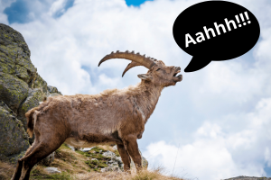 why do goats scream