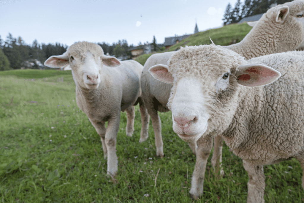 why do sheep headbutt