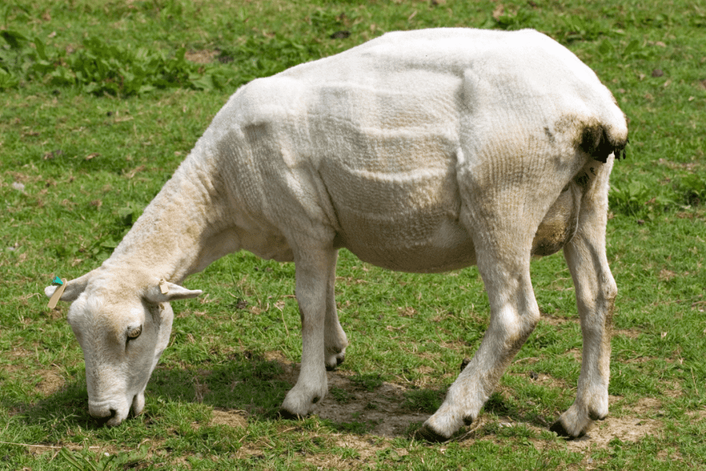 why do sheep lose their fleece