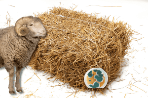 will moldy hay hurt sheep