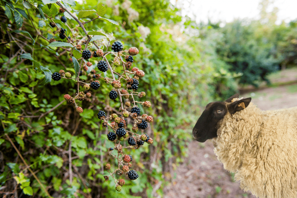 will sheep eat blackberry bushes