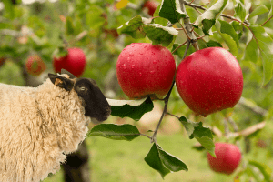 will sheep eat fruit trees