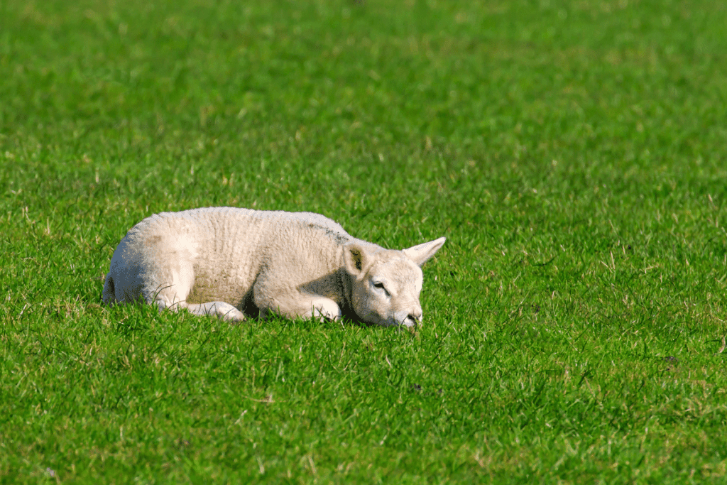 Cheviot sheep lamb