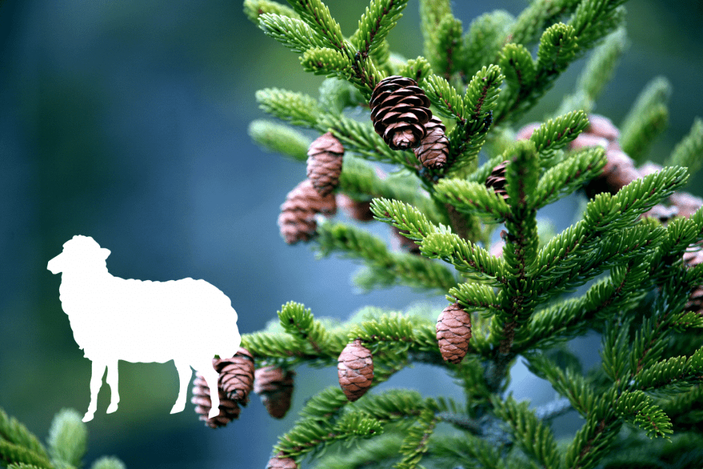 are pine needles bad for sheep