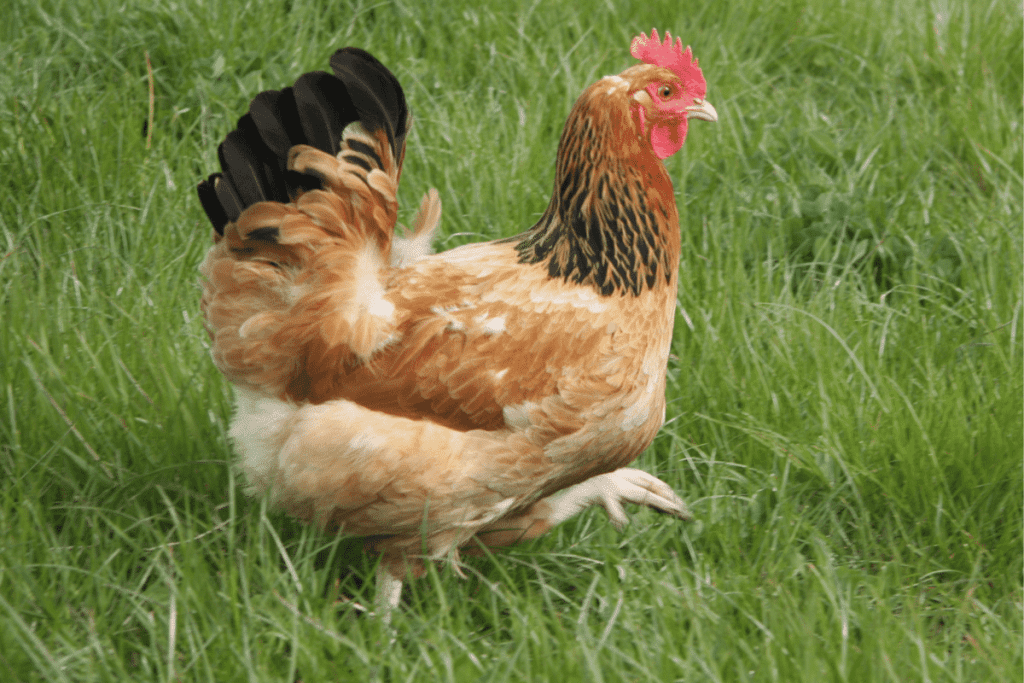 are sussex chickens aggressive