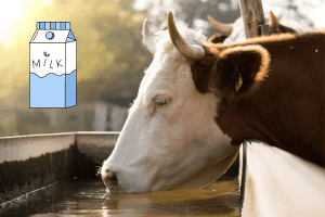 can a cow drink its own milk