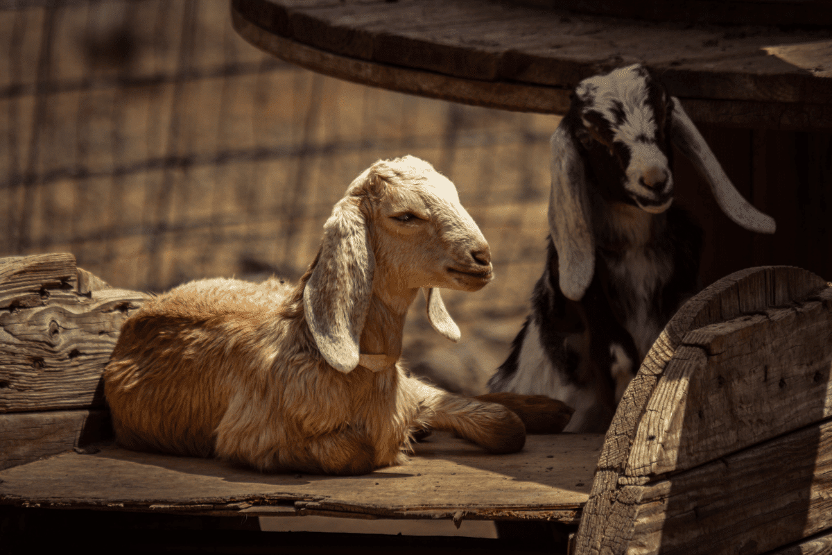 A Hermaphrodite Goat Could Be The Ultimate Scapegoat : Goats and Soda : NPR