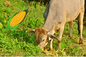 can cattle eat deer corn