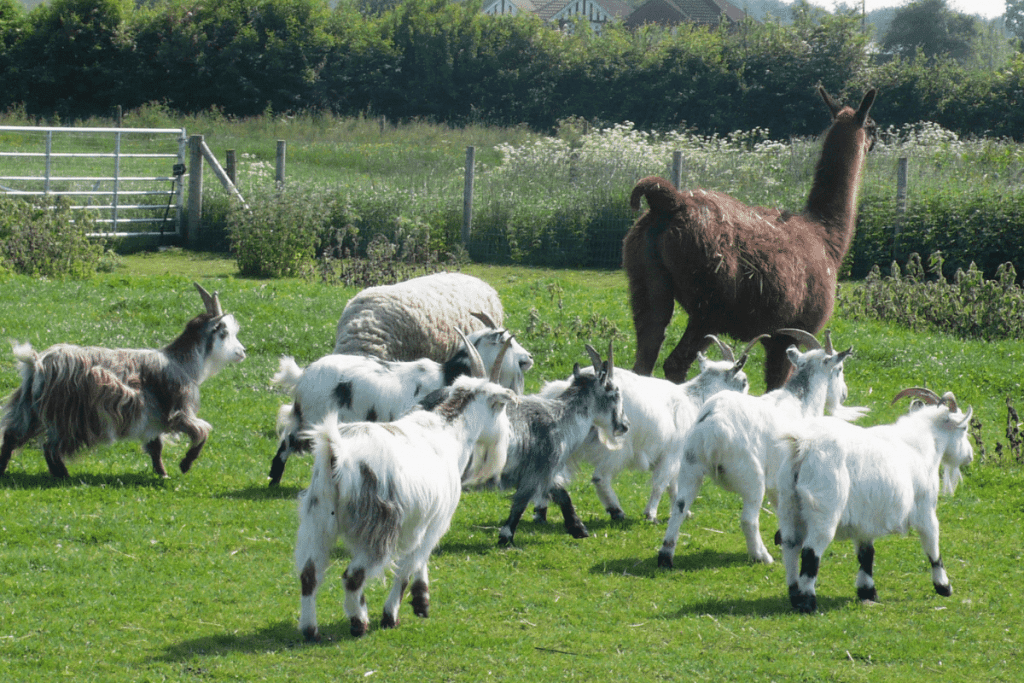 can goats eat llama food