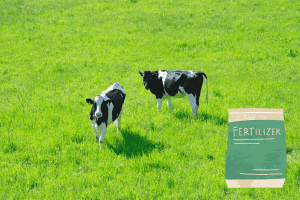 can you spread fertilizer on pasture with cattle