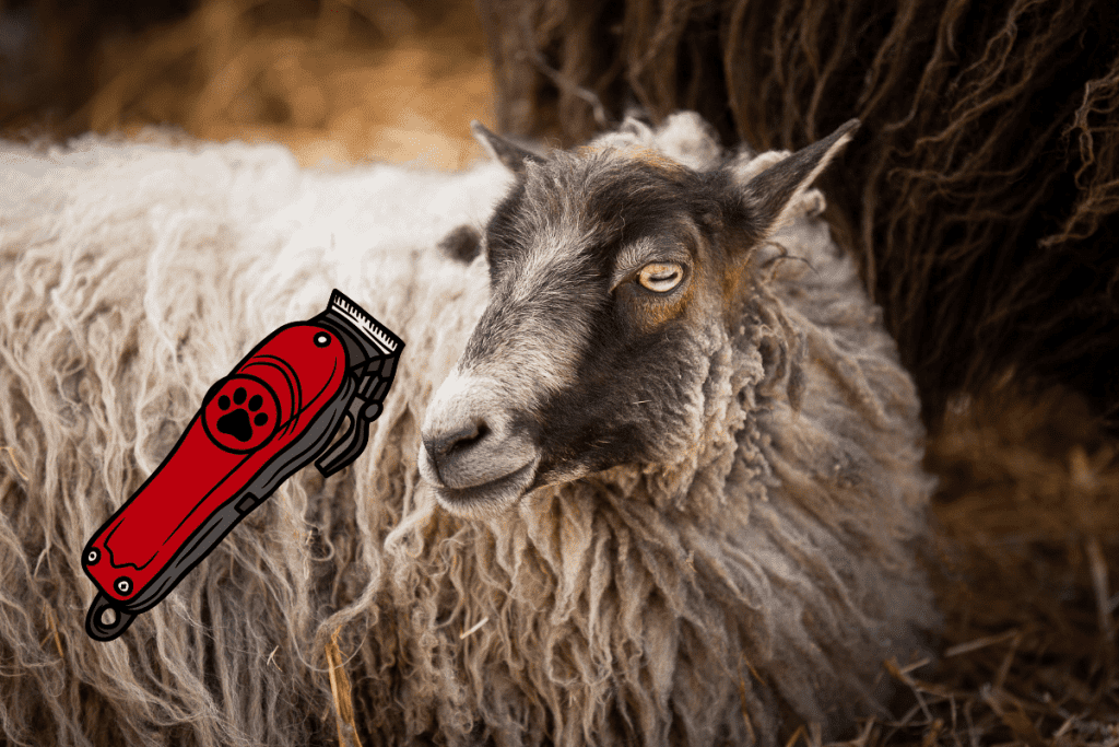 can you use dog clippers on sheep