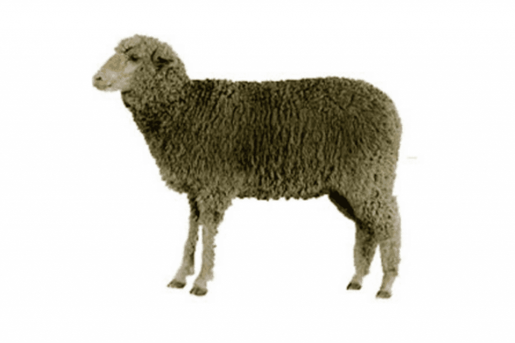 debouillet sheep