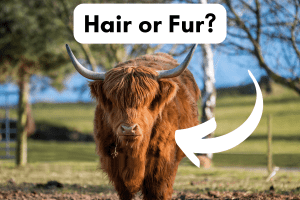 do cows have fur