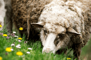 do sheep eat grass