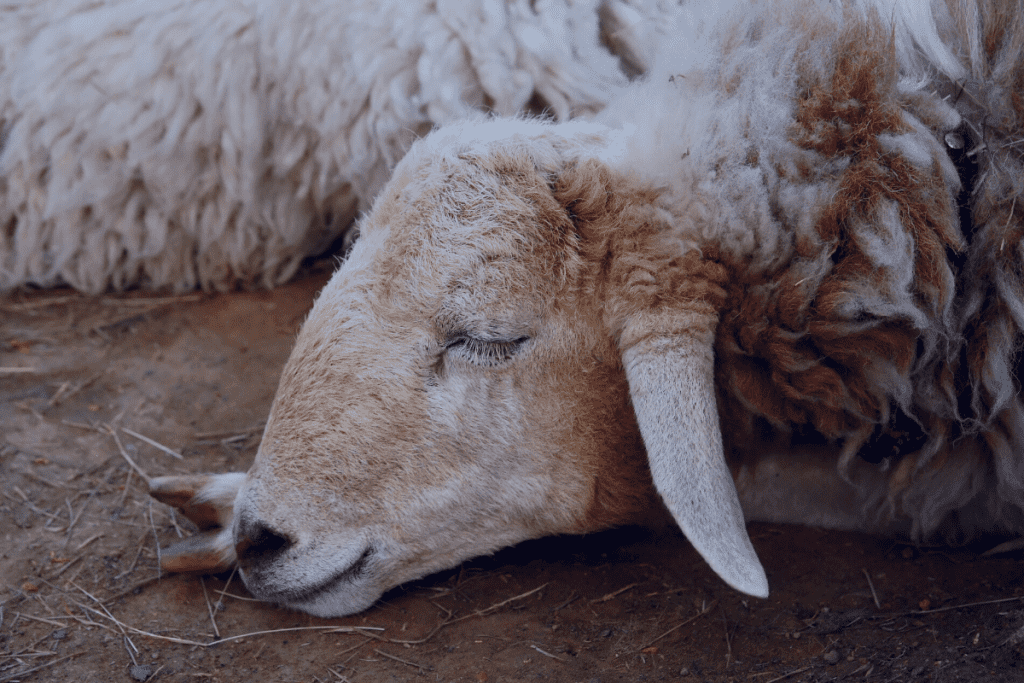 do sheep make noise at night