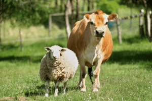 do sheep ruin grazing for cattle